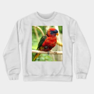 Rainbow Colored Lorikeet Bird posting in a Tree Crewneck Sweatshirt